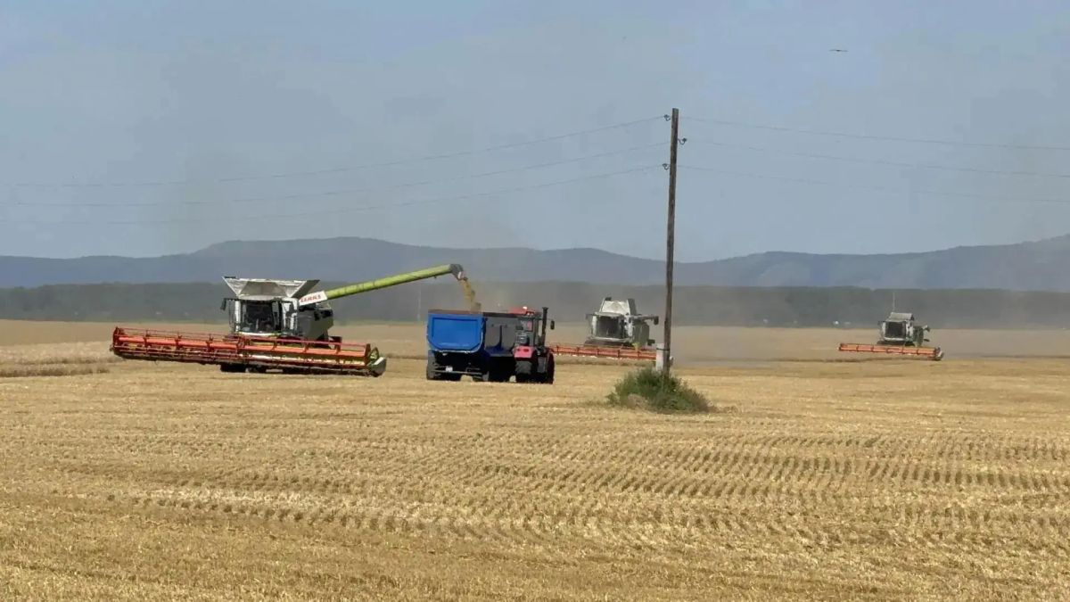 В Шарыповском округе началась уборочная кампания В Шарыповском округе началась уборочная кампания