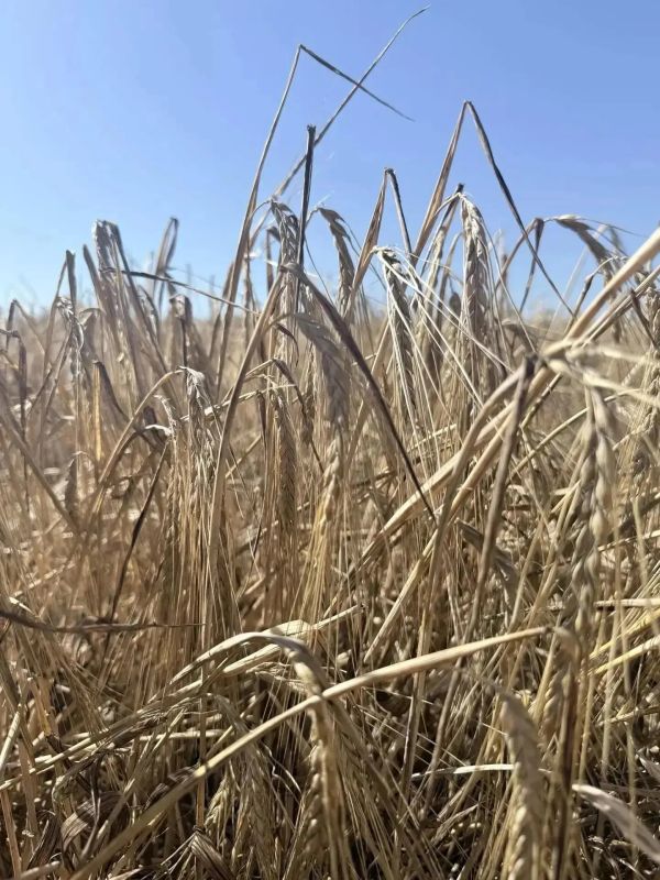 В Шарыповском округе началась уборочная кампания В Шарыповском округе началась уборочная кампания