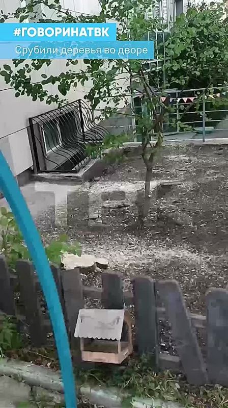 Деревья срубили во дворе на Вильского, 14