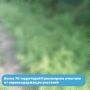 С начала лета больше 70 территорий Красноярска очистили от наркосодержащих растений