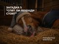Как вы думаете, правда ли, что лошади умеют спать стоя, и именно так они спят в конюшнях перед важными стартами?