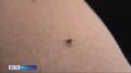 Активность клещей в крае снизилась в два раза