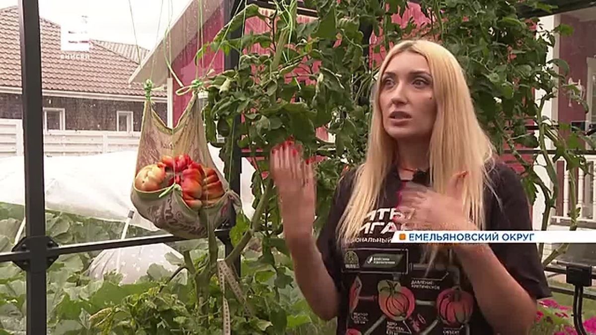 Красноярка вырастила томат-гигант и может попасть в Книгу рекордов России