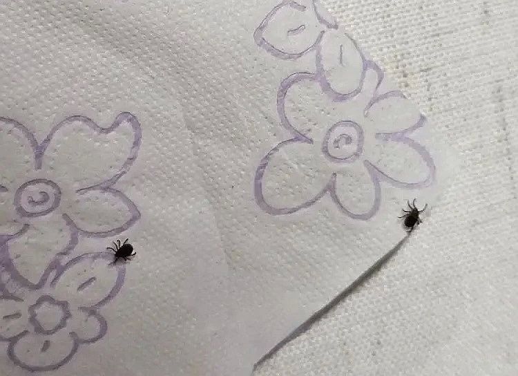 Клещи не сдаются. Готовясь к спячке, они продолжают присасываться к своим жертвам из последних сил