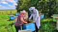 Россельхознадзор нашел виновных в массовой гибели пчел, которое случилось в июле в районе села Межово Большемуртинско-Сухобузимского муниципального округа