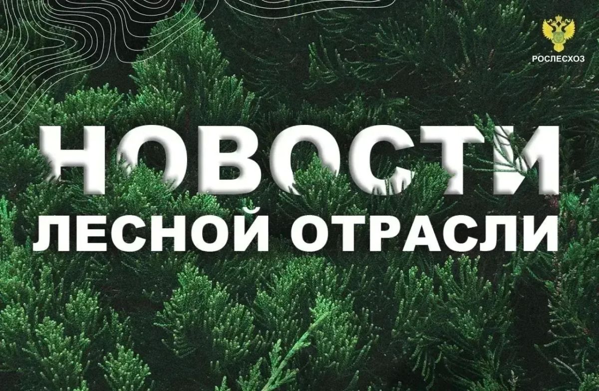 ТАСС: В Красноярском крае площадь лесных пожаров за выходные сократилась на 45 тыс