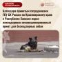 Благодаря принятым сотрудниками ГСУ СК России по Красноярскому краю и Республике Хакасия мерам ликвидирован несанкционированный приют для безнадзорных собак