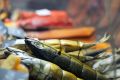 Под Красноярском сельский магазин продавал продукты неизвестного происхождения без ветеринарных документов