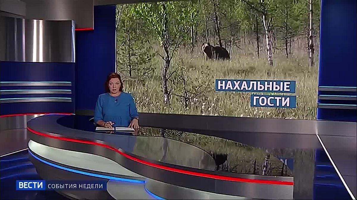 В населённые пункты края всё чаще заходят медведи