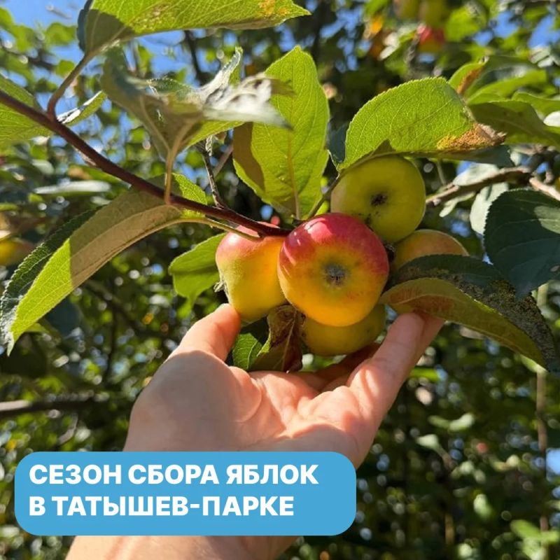 В Татышев-парке поспел первый урожай, время собирать яблоки