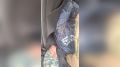 � ���� ������������� ���� ��������� ���������� �� ������ �������������� ����������