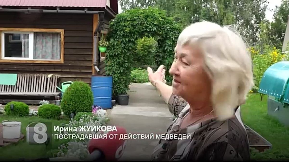 МЕДВЕЖЬЯ ЗАСЛУГА: ХИЩНИКИ ДЕРЖАТ В СТРАХЕ ПРИГОРОДНЫЕ СНТ И ВЫХОДЯТ НА УЛИЦЫ КРАСНОЯРСКА