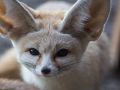 В красноярском парке флоры и фауны «Роев ручей» умер 13-летний фенек Кузя
