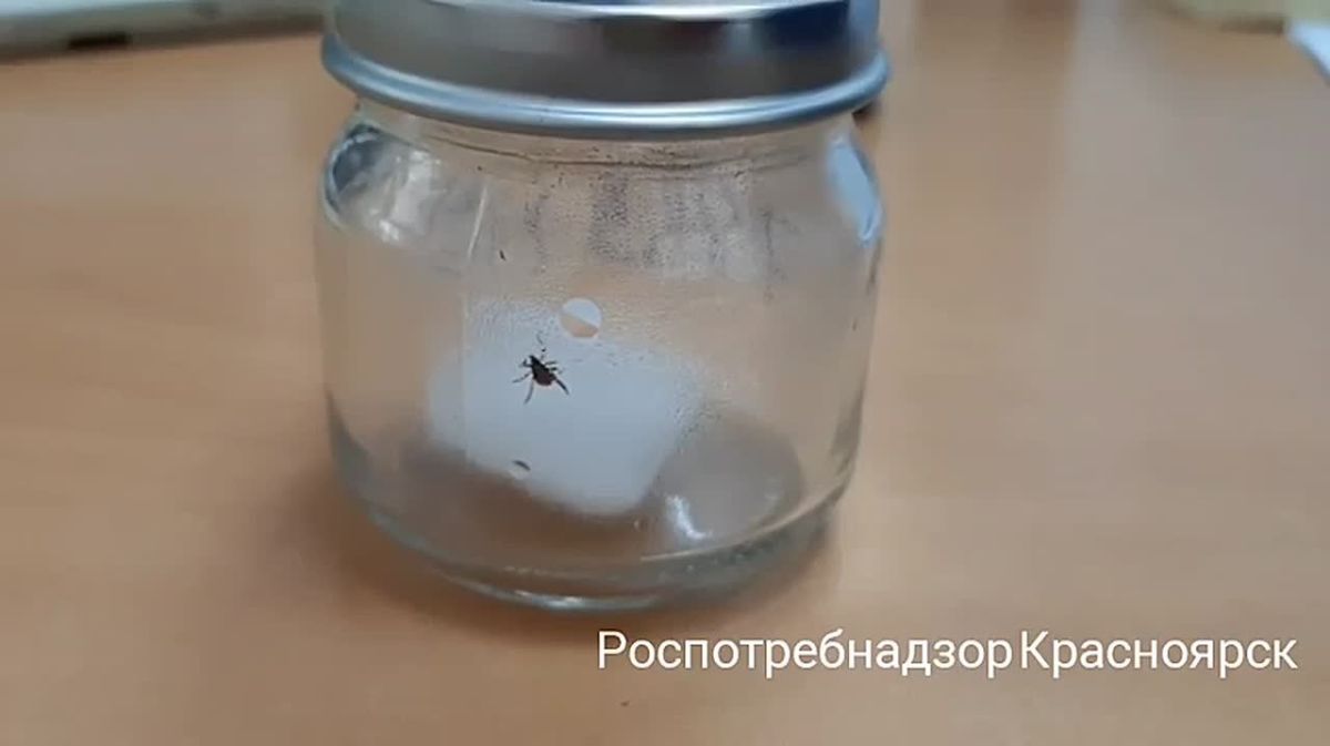 За минувшую неделю с жалобами на укусы клещей к медикам обратились 103 жителя Красноярского края, из них 18 детей