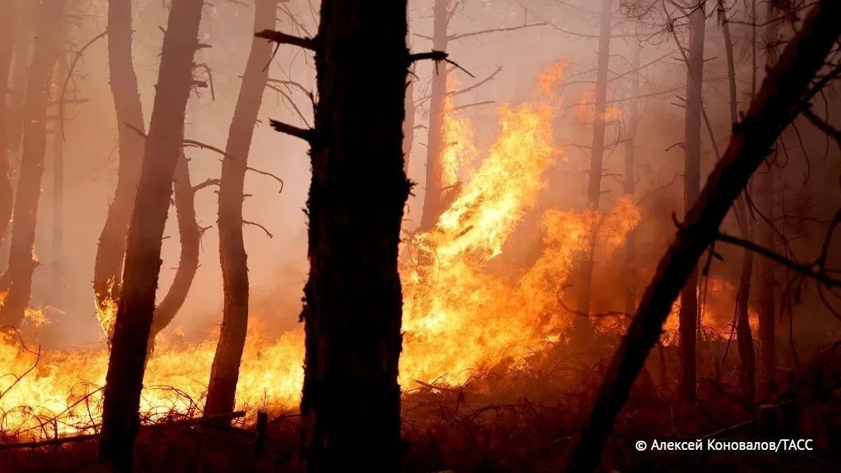 Площадь лесных пожаров в Красноярском крае за сутки выросла почти на 20 тыс