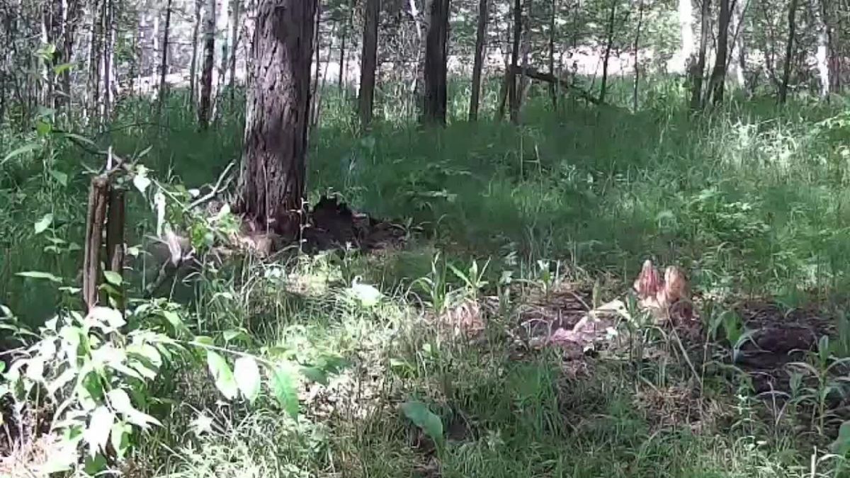 Когда выражение «нагулять жирок» — не фигура речи, а задача на август