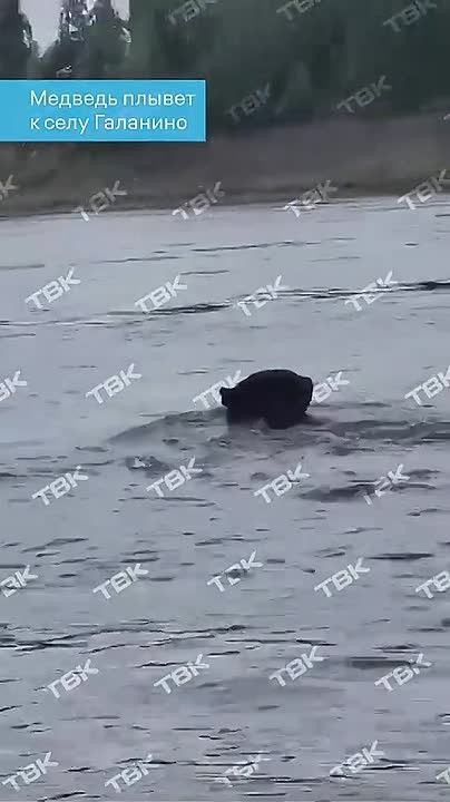 «Миша, ты куда собрался? Тебе в деревне чё надо?»