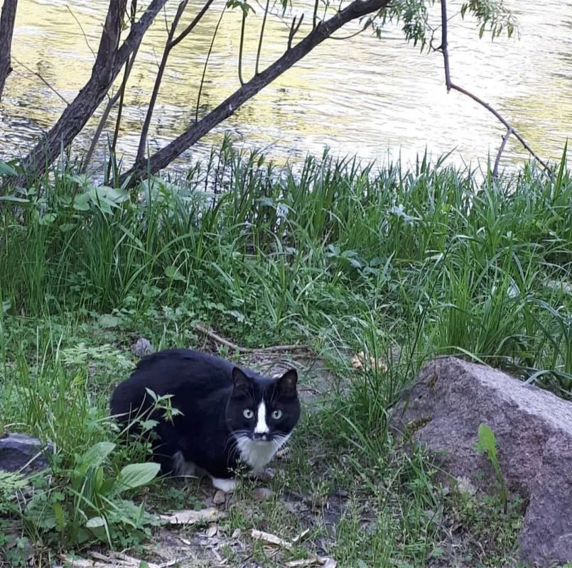 Помогите найти кота Семена! Помогите найти кота Семена!