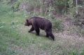 Эксперт сказал, когда кровожадные медведи впадут в спячку