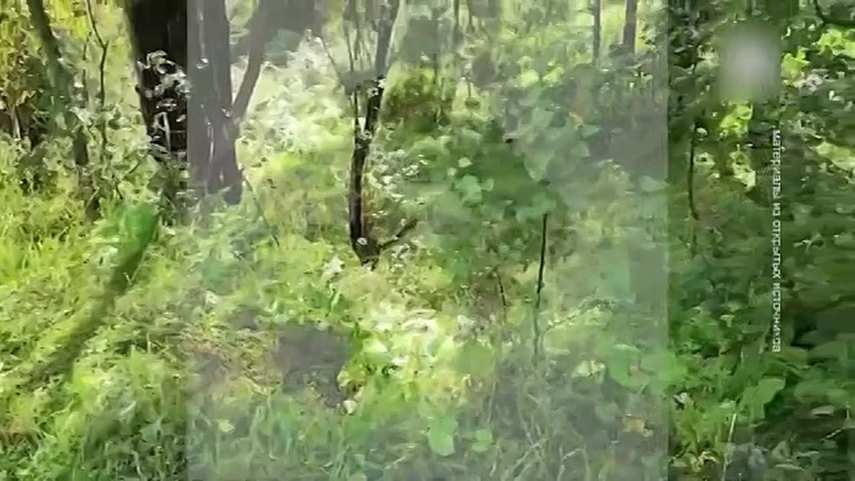МЕДВЕДЬ РАСТЕРЗАЛ ТУРИСТКУ НА АЛТАЕ
