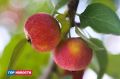 ������� Gornovosti ������: ������ � �������-�����, ���������� � �����, ������� ��������, ������ � �������