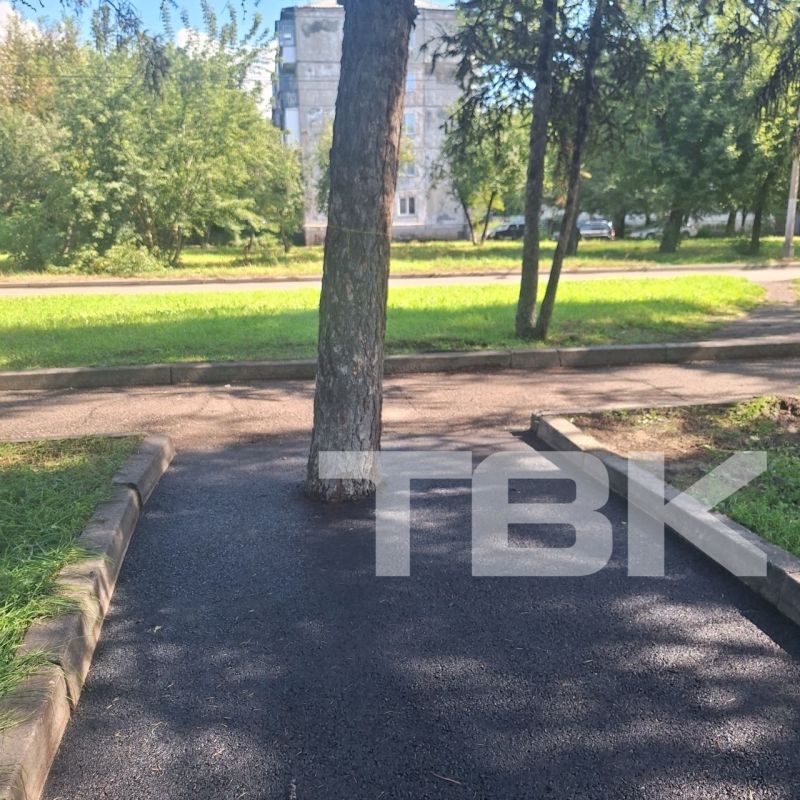 Асфальт положили – дерево осталось