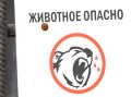 МЕДВЕДИ УЖЕ НЕ БОЯТСЯ ЛЮДЕЙ