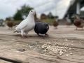 Какую погоду ждать красноярцам на последней неделе августа?