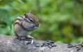 ��������� �� �����������. ����� ����: �������� �������