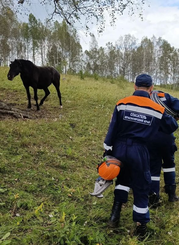 В посёлке Горячегорск Шарыповского округа 23 августа спасатели освободили коня, который запутался в стальной проволоке В посёлке Горячегорск Шарыповского округа 23 августа спасатели освободили коня, который запутался в стальной проволоке