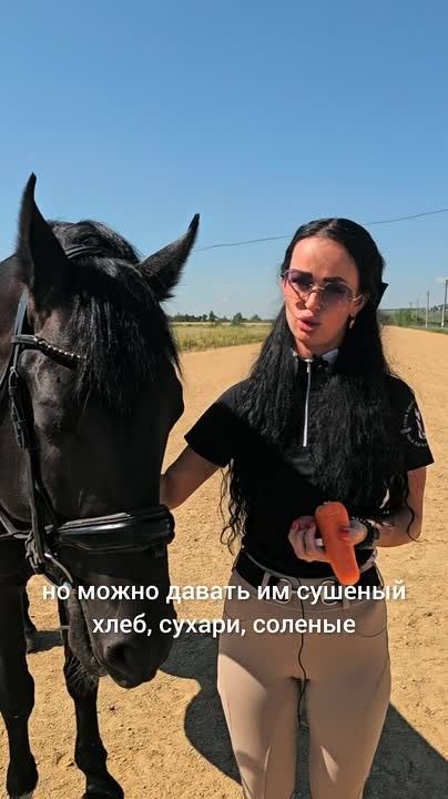 Сахар или морковь: какое лакомство предпочитают спортивные лошади?