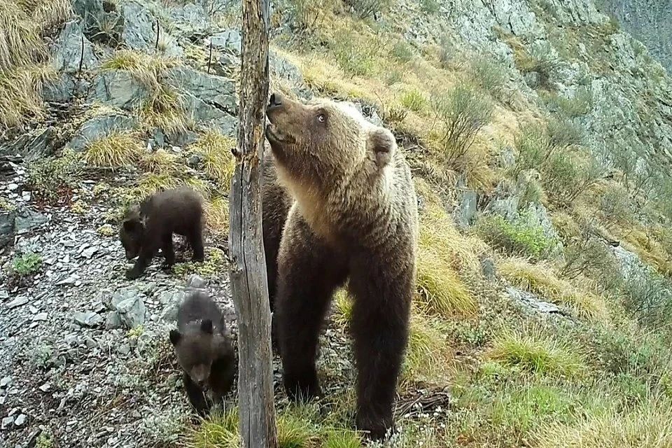 Только взгляните, какая милота!
