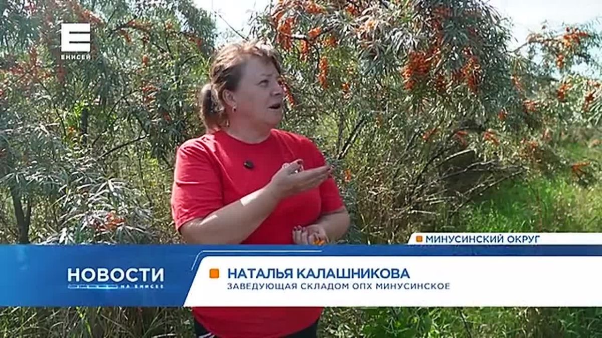 На юге края поля окрасились в оранжевый цвет из-за небывалого урожая облепихи