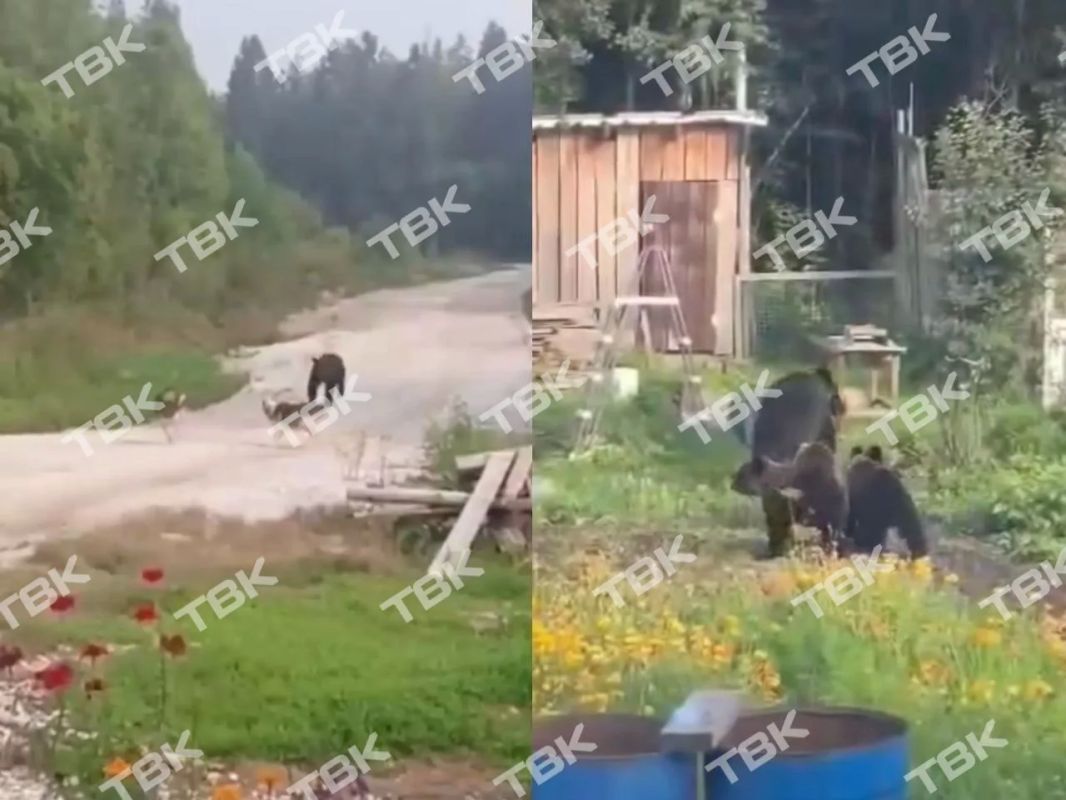В Мотыгинском округе медведь утащил домашнюю собаку в лес: жители сообщают о нашествии животных