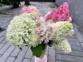 День гортензии пройдет в красноярском сквере Пушкина