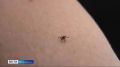 Клещи продолжают кусать жителей края