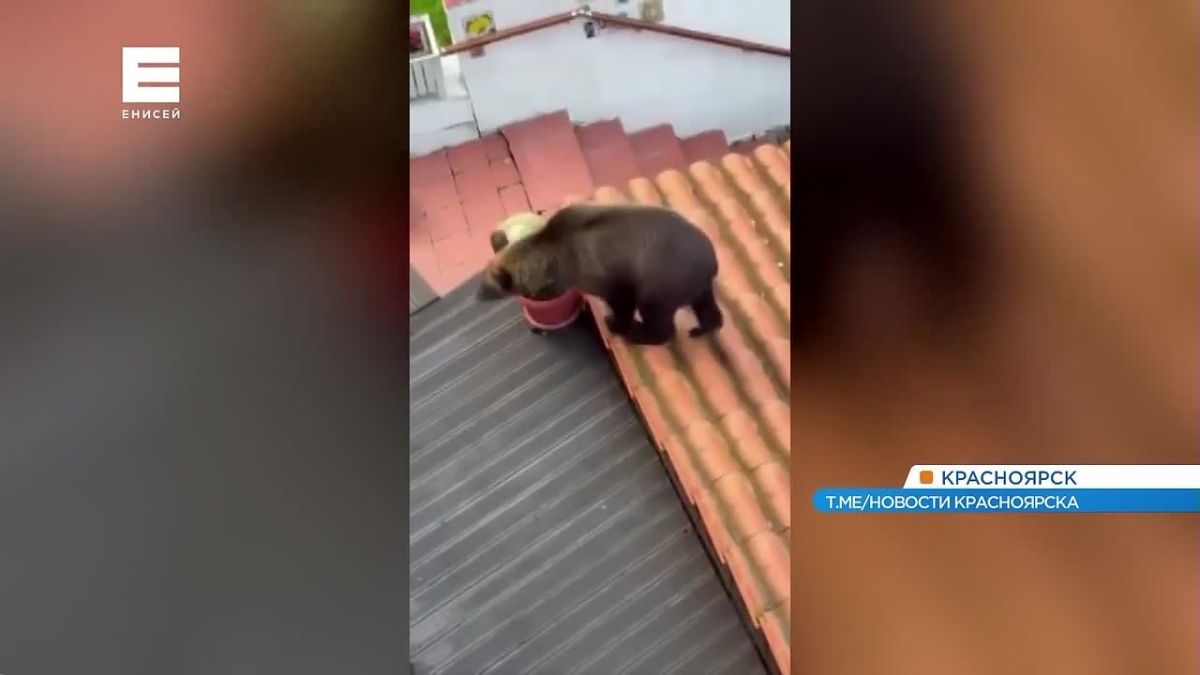 Медведь забрался на крышу дома в СНТ Красноярска
