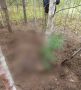 В Красноярском крае проводится проверка по факту нападения медведя на грибников