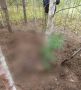Первая жертва медведей в крае: в Красноярском крае проводится проверка по факту гибели двух грибниц в Енисейском округе