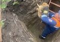 В Шушенском спасатели вытащили из котлована пять собак
