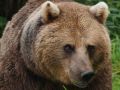 Экспертиза показала у одной из пенсионерок, погибшей после встречи с медведем в Енисейском округе Красноярского края, разрыв легкого и переломы рёбер