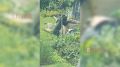 �� �������� � ������������ ���� ���������� 37 ��������, �������� ������� ������������ �������