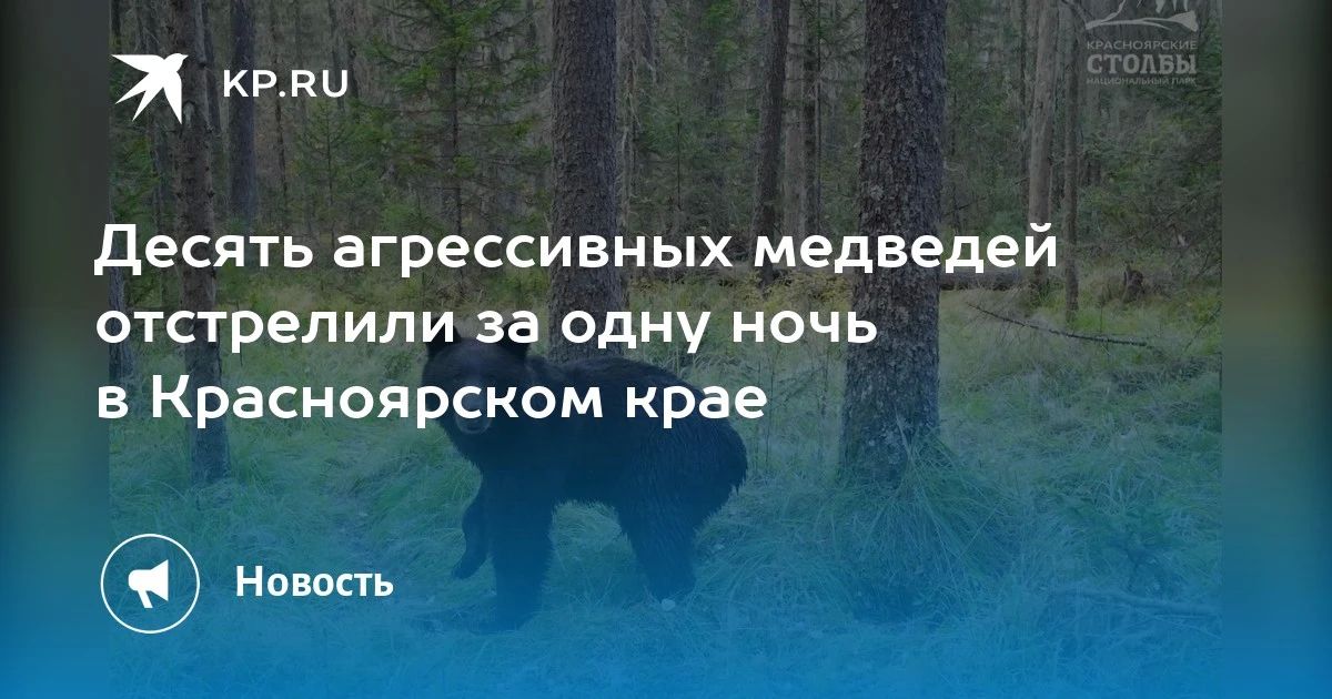 Десять агрессивных медведей отстрелили за одну ночь в Красноярском крае