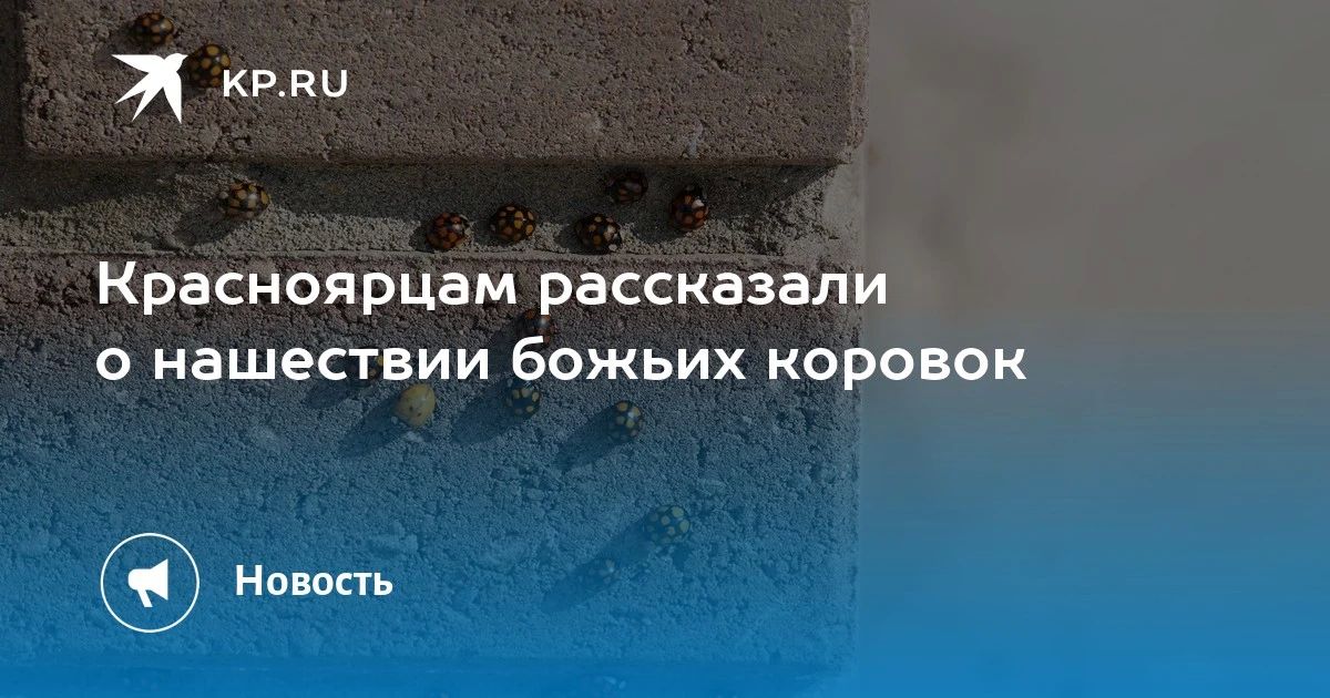 Красноярцам рассказали о нашествии божьих коровок