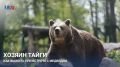 Хозяин тайги: Как выжить при встрече с медведем