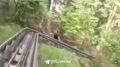 «Медведь, Андрей! Едь быстрей!» Медведь вышел к отдыхающим в парке «Бобровый лог» в Красноярске. Это произошло, когда люди ехали на рельсовом аттракционе