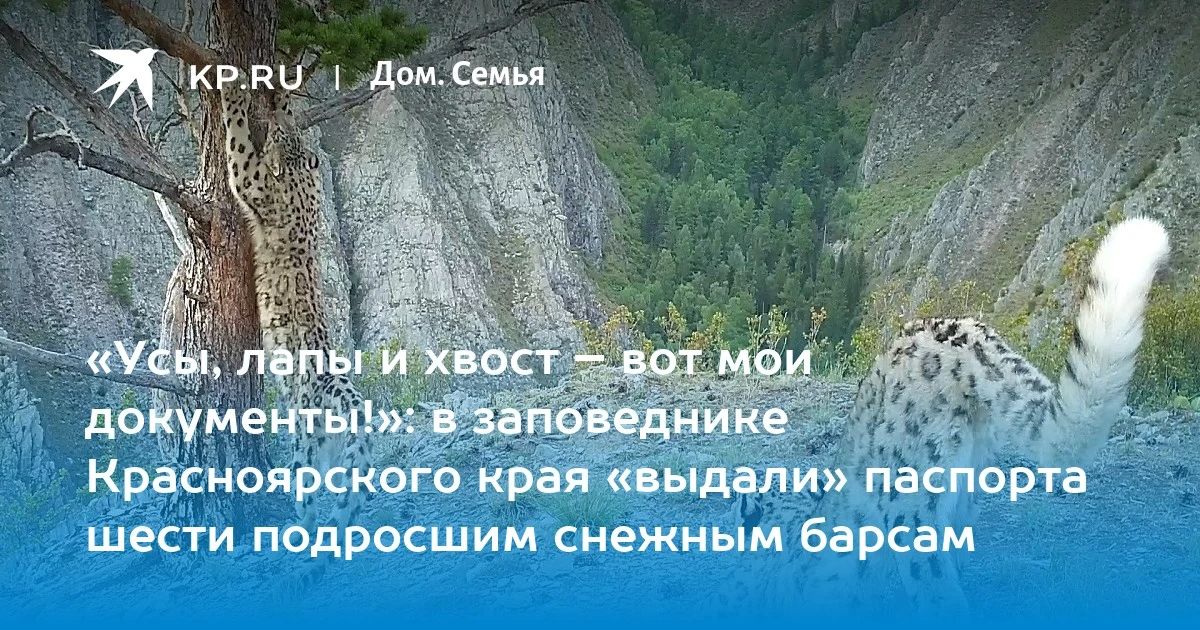 «Усы, лапы и хвост – вот мои документы!»: в заповеднике Красноярского края «выдали» паспорта шести подросшим снежным барсам