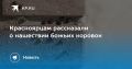 Красноярцам рассказали о нашествии божьих коровок