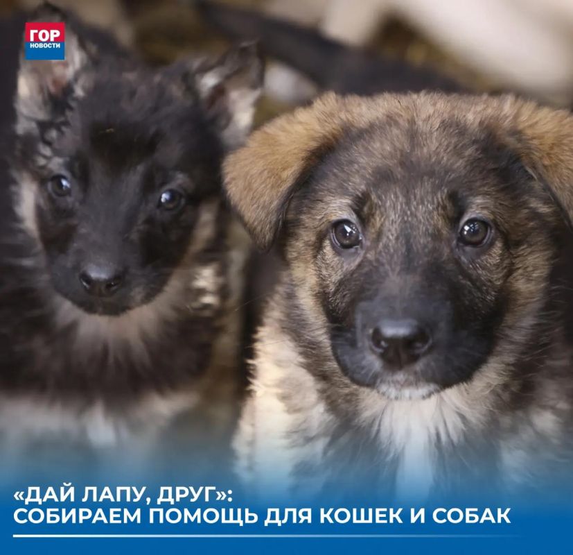 До 17 сентября красноярцы могут помочь бездомным кошкам и собакам