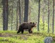 В Красноярске проверяют информацию о появлении медведя в Татышев-парке